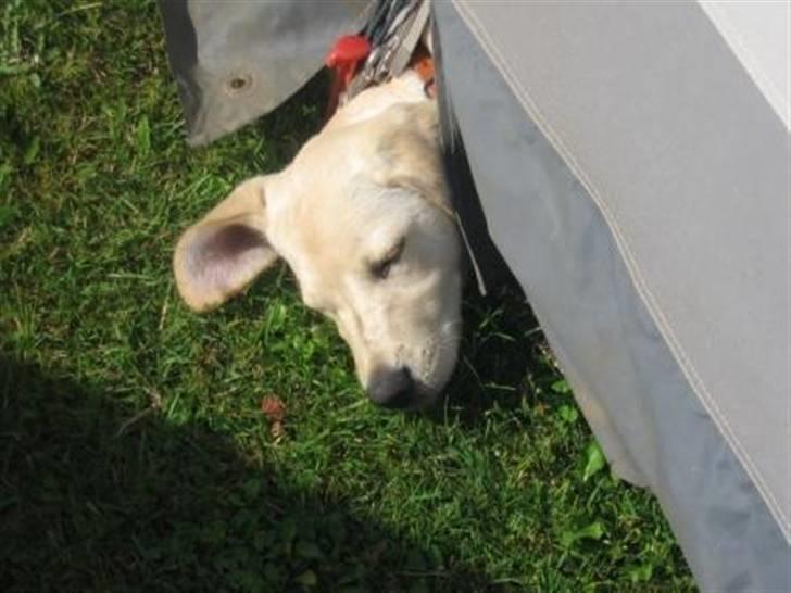 Labrador retriever Zita billede 11