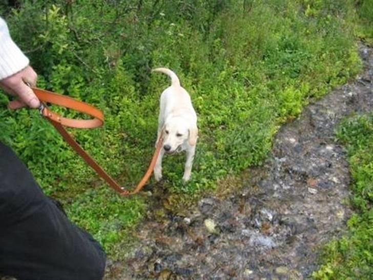 Labrador retriever Zita billede 12