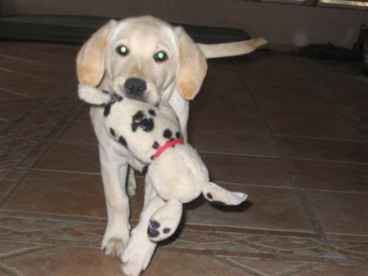 Labrador retriever Zita billede 13