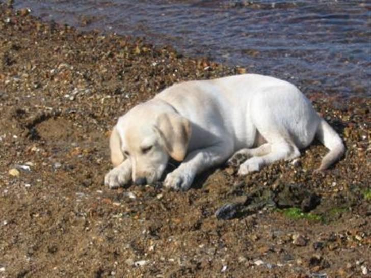 Labrador retriever Zita billede 14