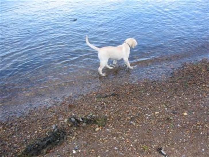 Labrador retriever Zita - På vej mod grenen billede 15