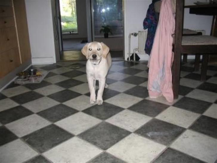 Labrador retriever Zita billede 16