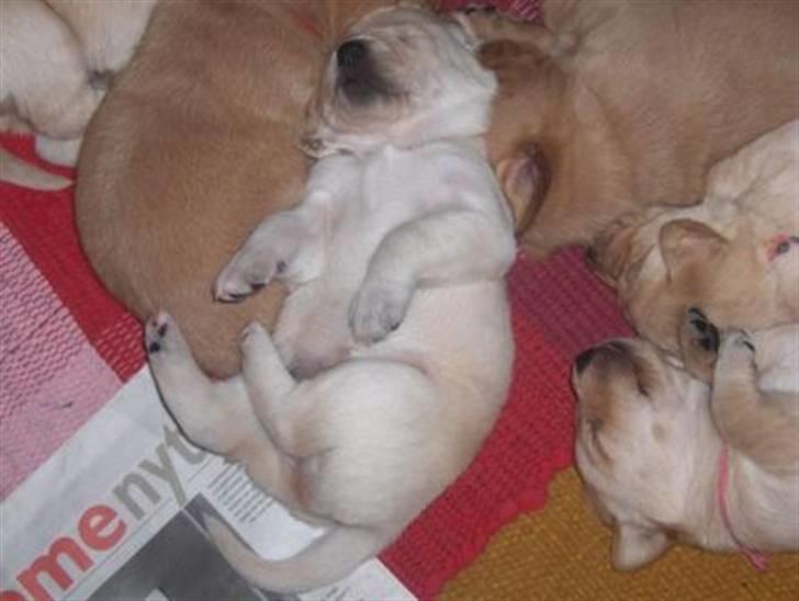 Labrador retriever Zita billede 17