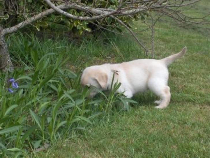 Labrador retriever Zita billede 18