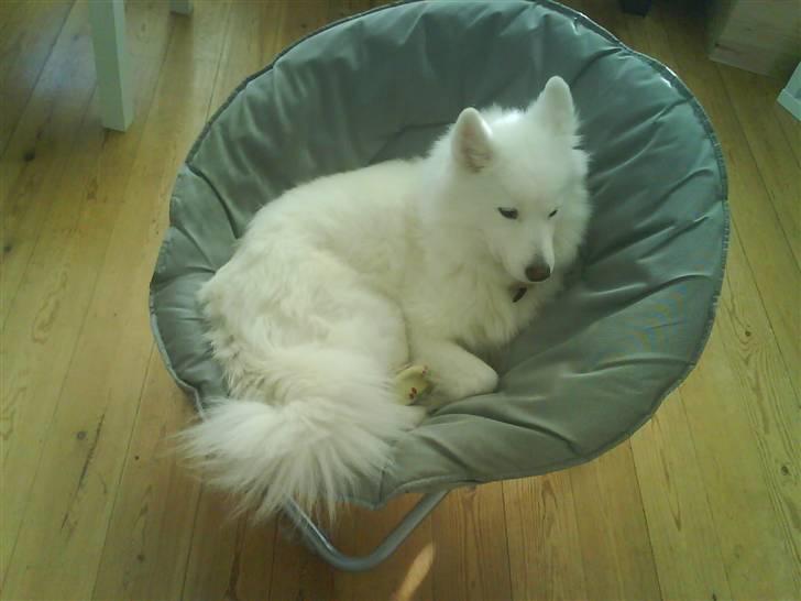 Samojedhund siff - hun ligger tit i min stol<3 billede 4