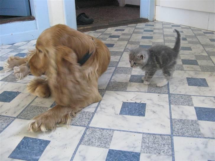 Cocker spaniel Hr. Vimse - R.I.P - Hej, missekat :D Taget på mobil, så dårlig kvalitet :/ billede 9