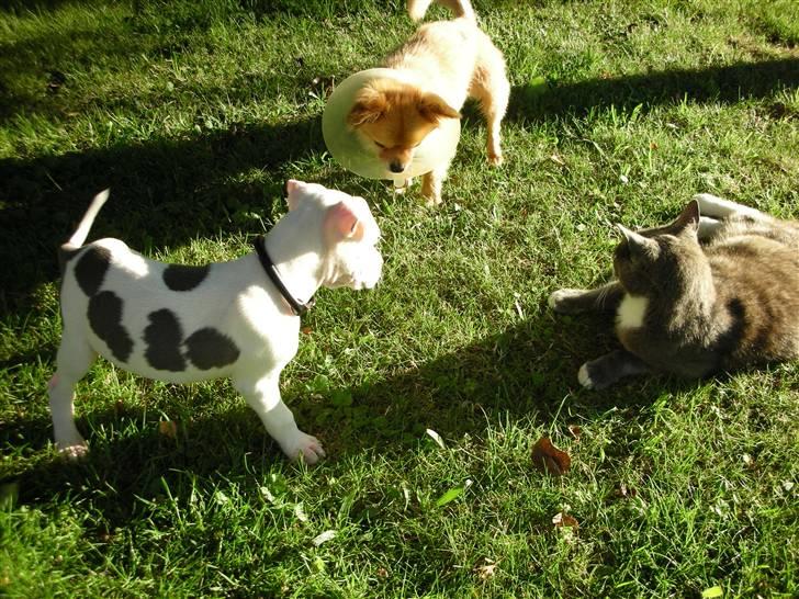 Amerikansk staffordshire terrier zippo billede 3
