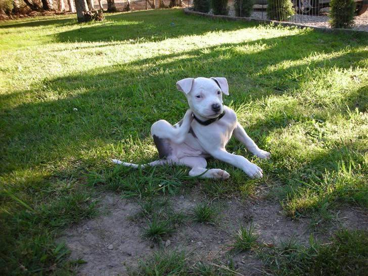 Amerikansk staffordshire terrier zippo billede 4
