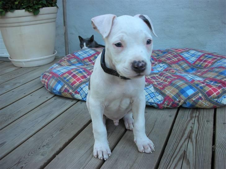 Amerikansk staffordshire terrier zippo billede 5