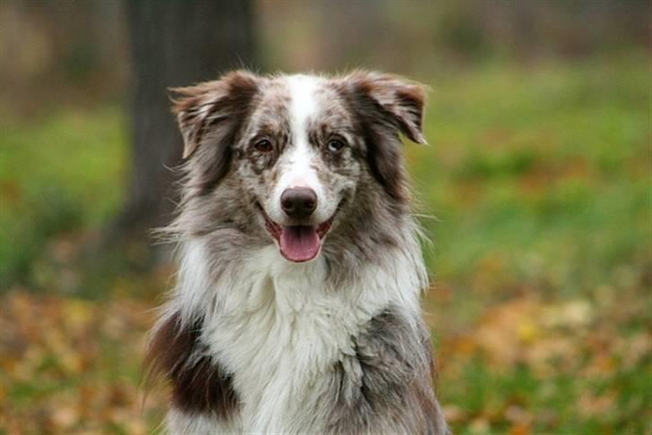 Australian shepherd Boomer billede 1