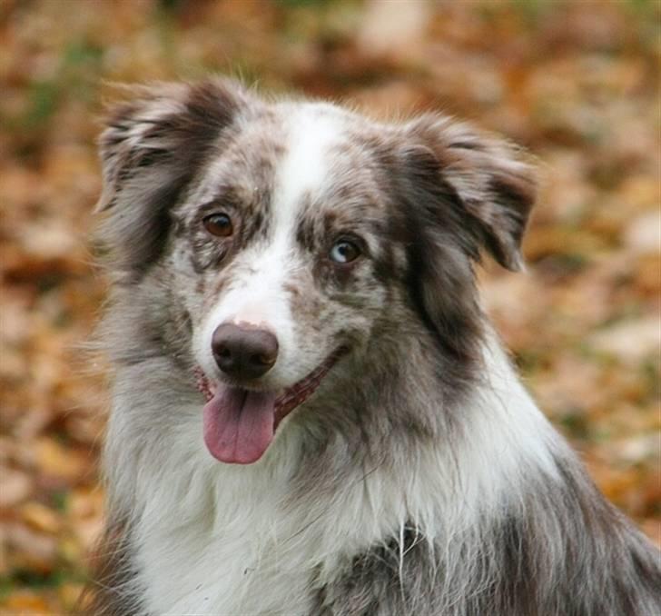 Australian shepherd Boomer billede 2