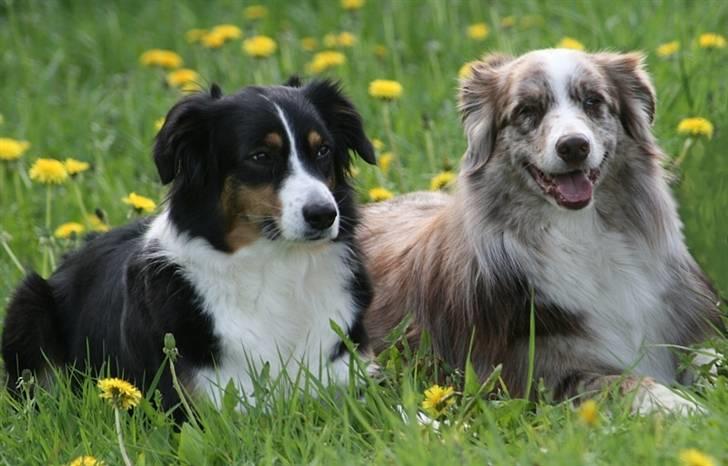 Australian shepherd Boomer billede 3