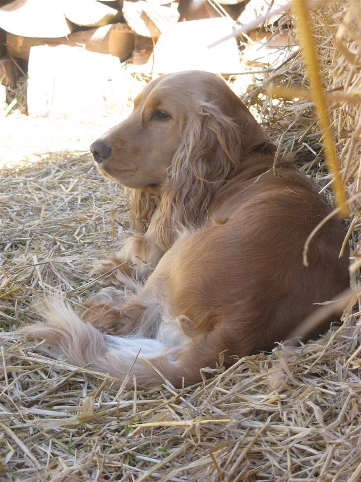 Cocker spaniel Hr. Vimse - R.I.P billede 10