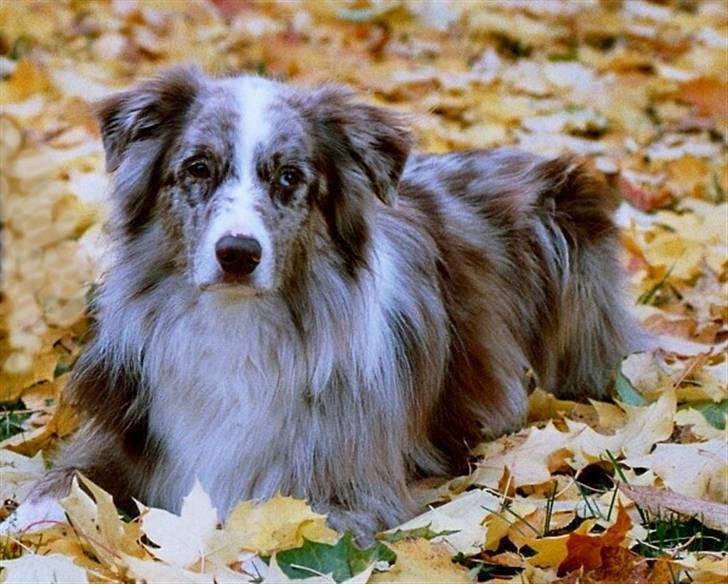 Australian shepherd Boomer billede 4