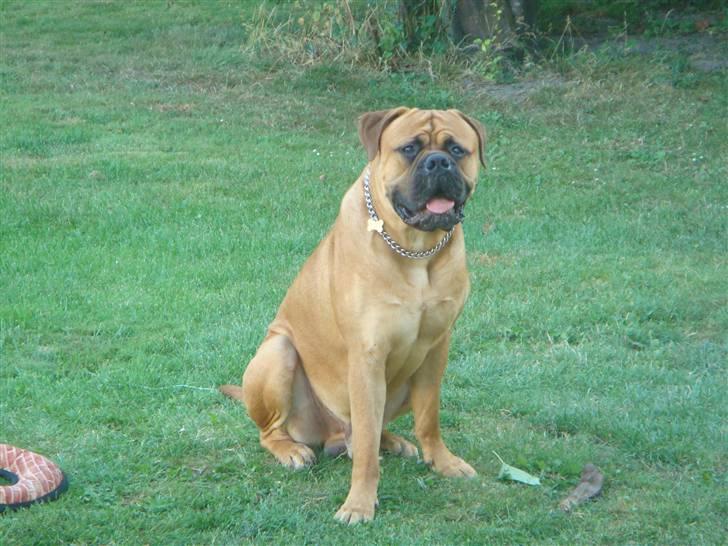 Bullmastiff Kenzo billede 9