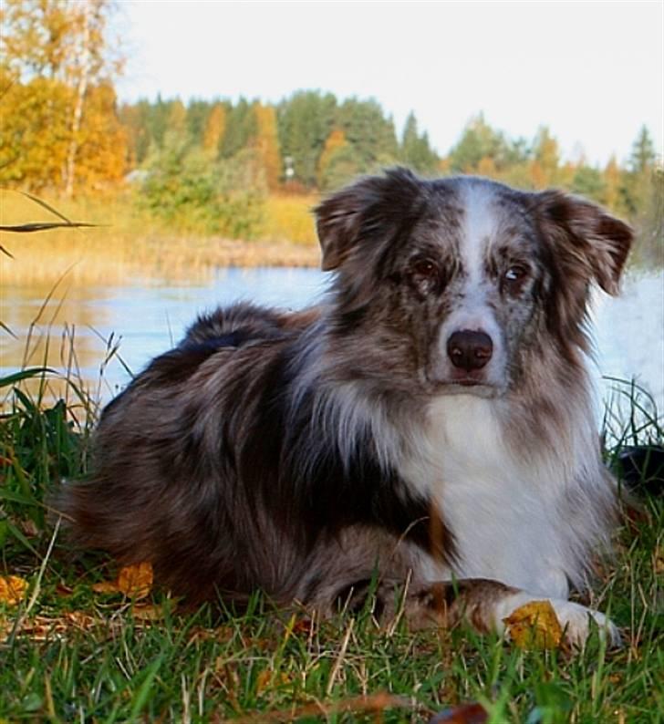 Australian shepherd Boomer billede 5