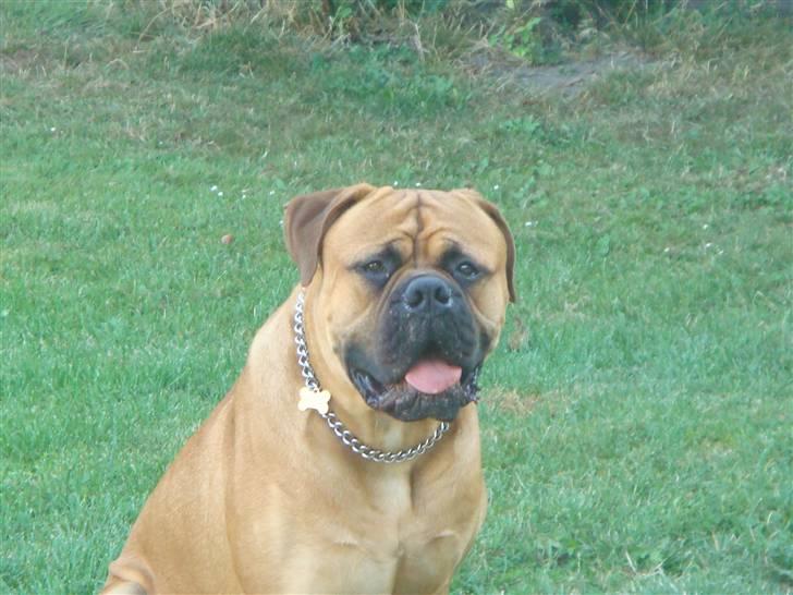 Bullmastiff Kenzo billede 10