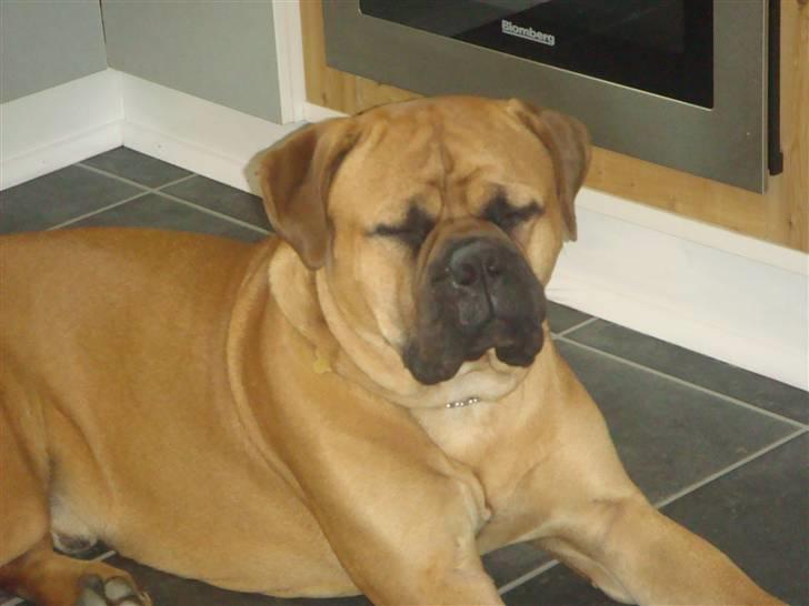 Bullmastiff Kenzo billede 11