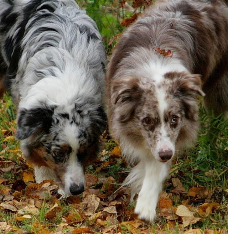 Australian shepherd Boomer billede 6
