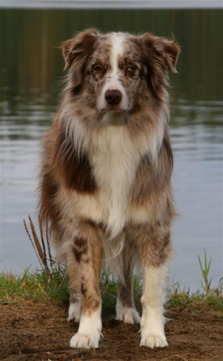 Australian shepherd Boomer billede 7