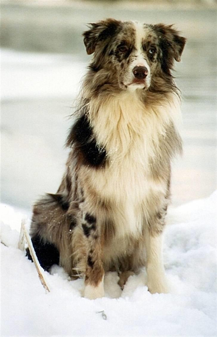 Australian shepherd Boomer billede 8