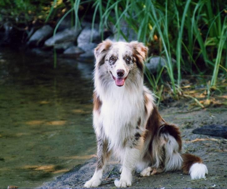 Australian shepherd Boomer billede 9