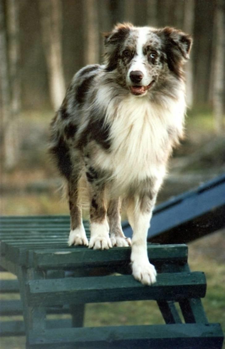Australian shepherd Boomer billede 10