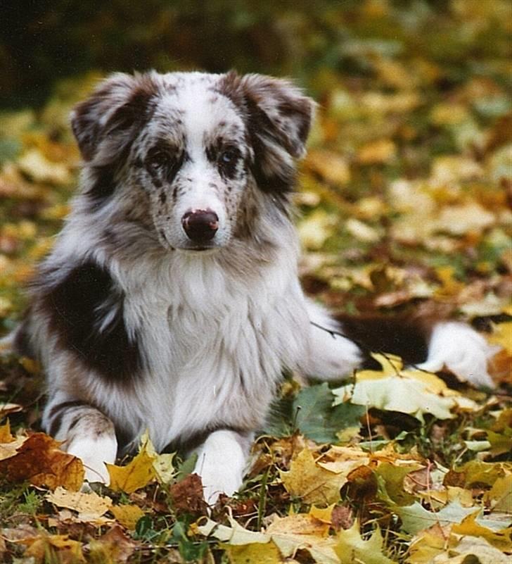 Australian shepherd Boomer billede 11