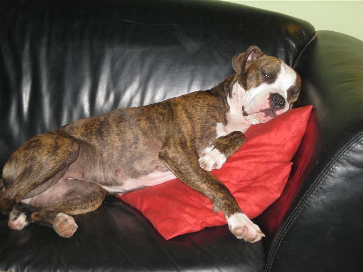 Amerikansk staffordshire terrier Angie RIP. billede 14