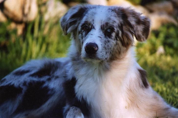 Australian shepherd Boomer billede 12