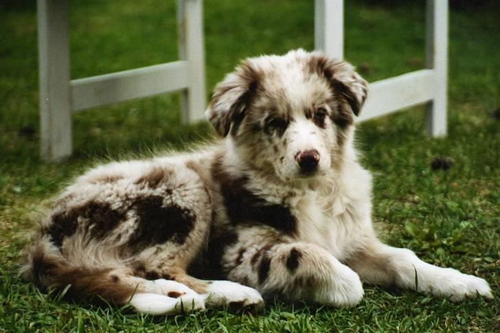 Australian shepherd Boomer billede 13