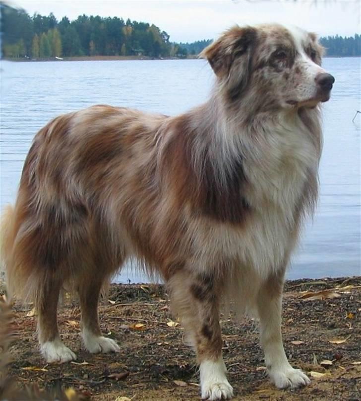 Australian shepherd Boomer billede 14