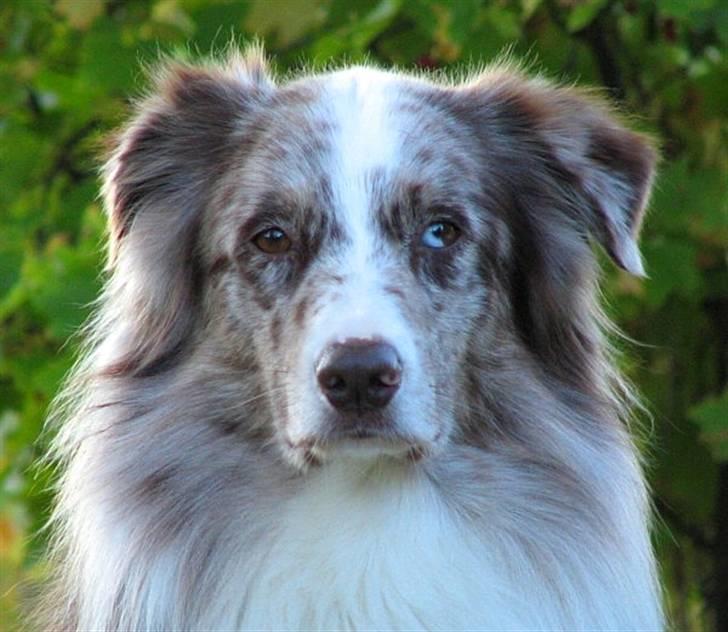 Australian shepherd Boomer billede 15
