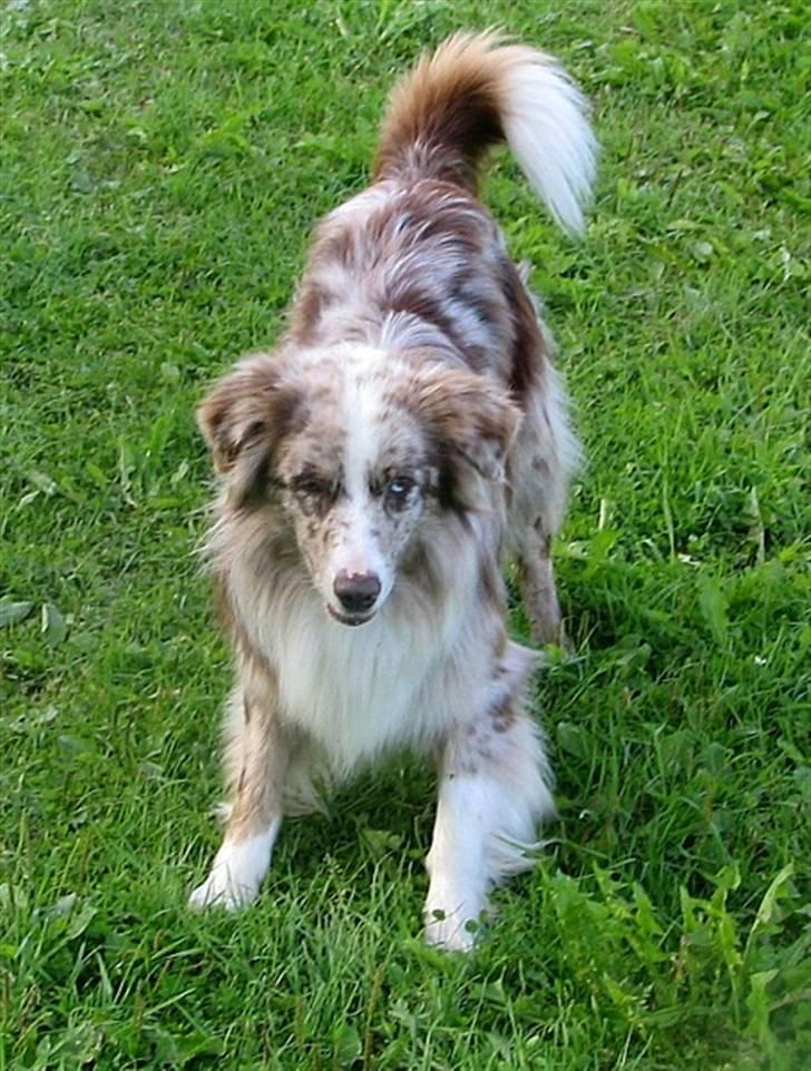 Australian shepherd Boomer billede 16