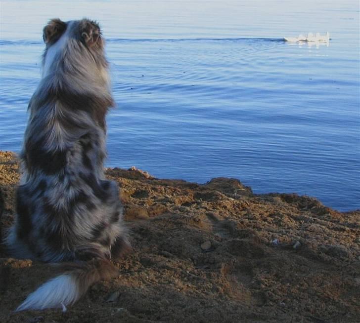 Australian shepherd Boomer billede 17