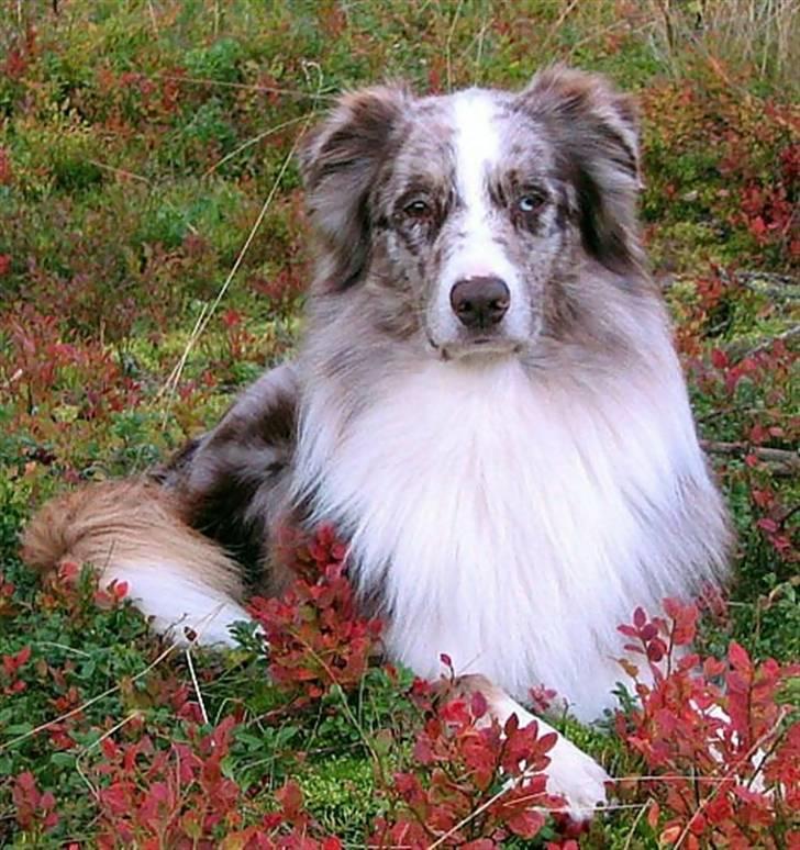 Australian shepherd Boomer billede 18