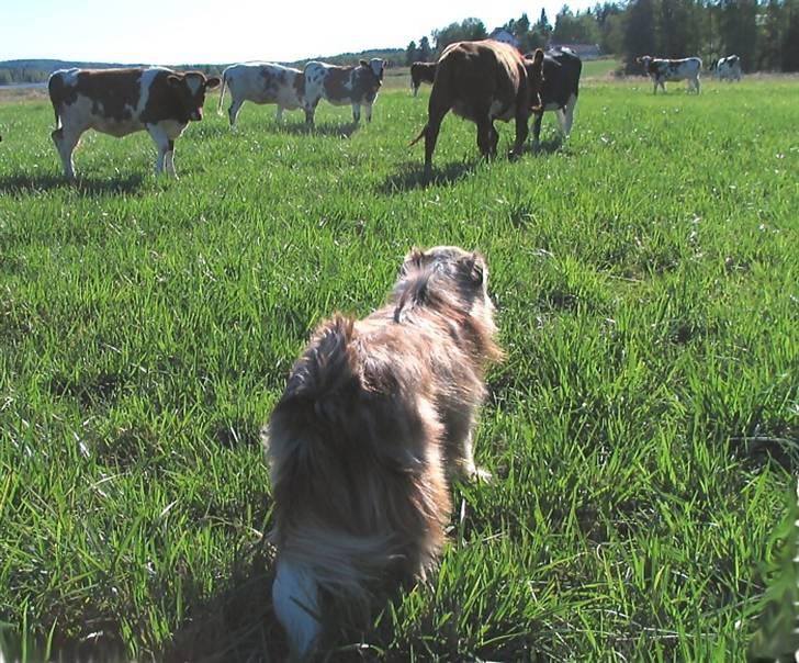 Australian shepherd Boomer billede 19
