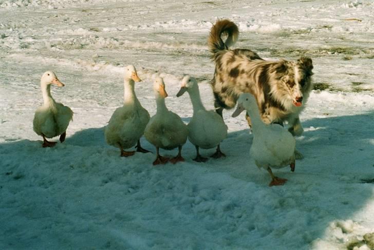 Australian shepherd Boomer billede 20