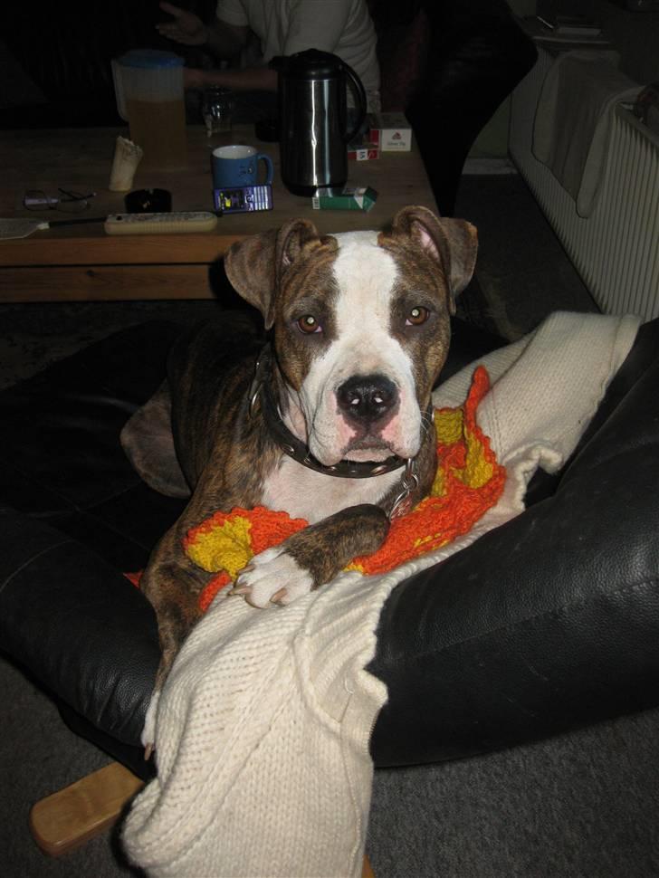 Amerikansk staffordshire terrier Angie RIP. billede 15