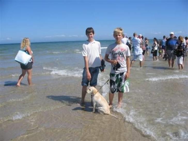 Labrador retriever Zita - Zita på Skagen billede 19