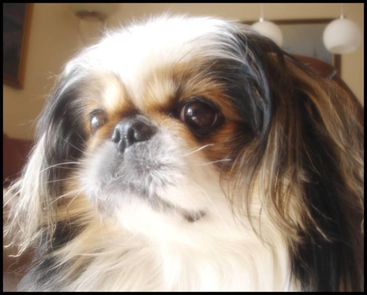 Pekingeser Molly *DØD* - Modelansigt billede 20