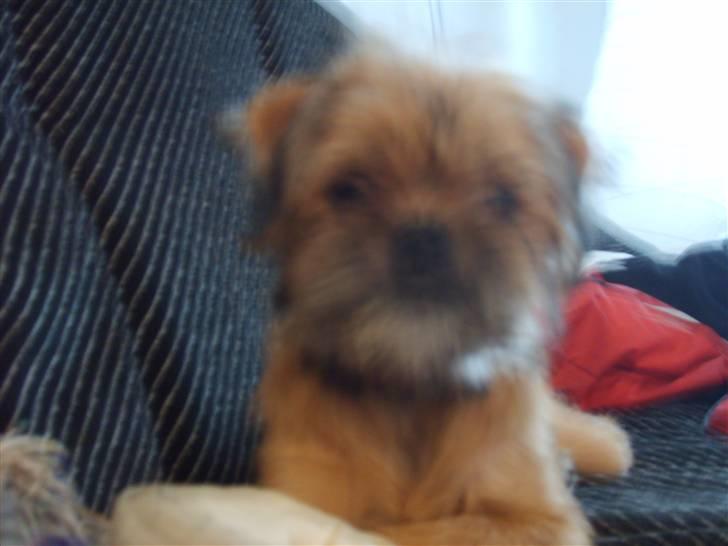 Blanding af racer Kiki billede 2