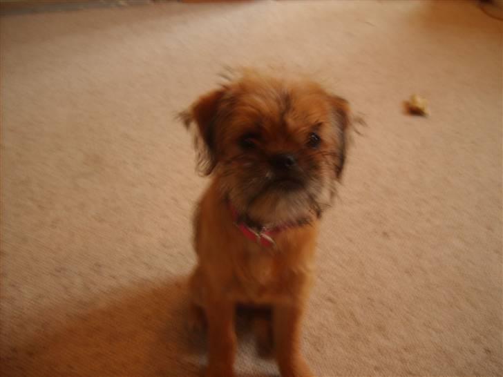 Blanding af racer Kiki billede 3