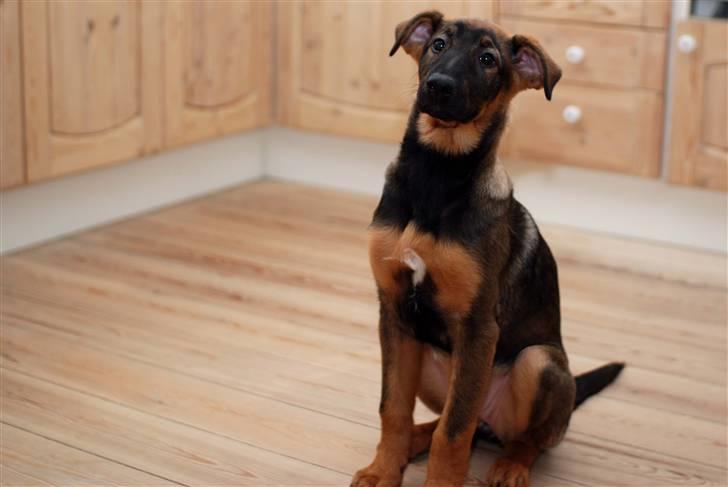 Blanding af racer Emma billede 1