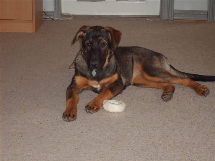 Blanding af racer Emma billede 2