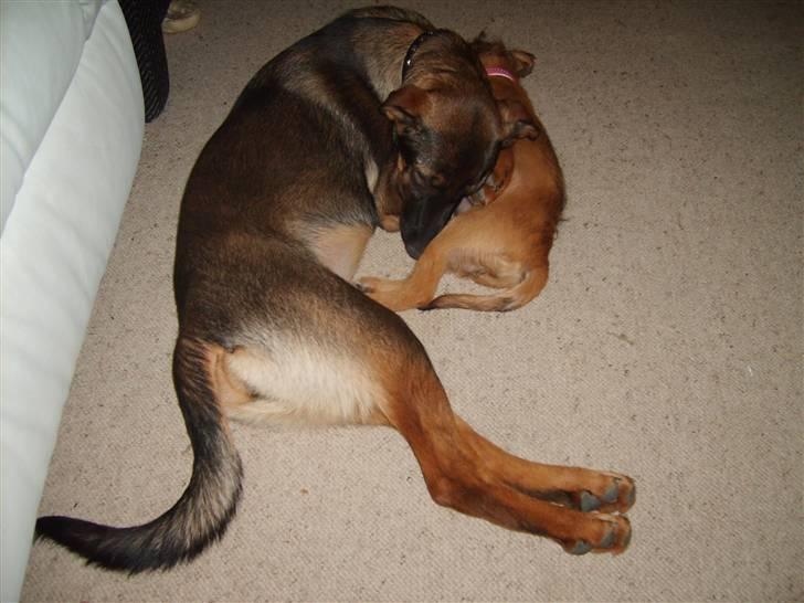 Blanding af racer Emma billede 3