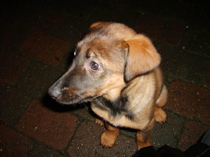 Blanding af racer Emma billede 4