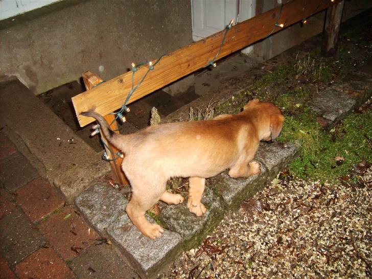 Blanding af racer Emma billede 5