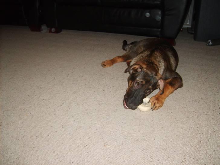 Blanding af racer Emma billede 6