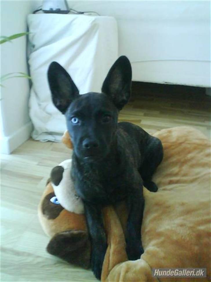 Blanding af racer Liva billede 6